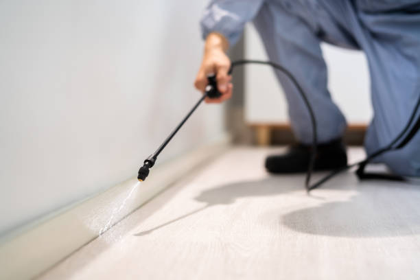 Professional exterminator conducting IPM assessment in Loughman