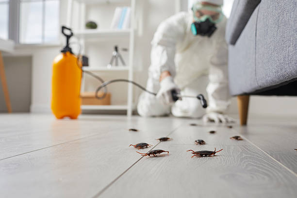Commercial Kitchen Cockroach Control in Loughman